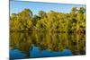 Reflections of mangroves in Pumicestone Passage, Queensland, Australia-Mark A Johnson-Mounted Photographic Print