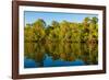 Reflections of mangroves in Pumicestone Passage, Queensland, Australia-Mark A Johnson-Framed Photographic Print