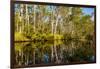 Reflections of Paperbark Trees in the Noosa River-Mark A Johnson-Framed Photographic Print