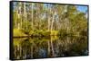 Reflections of Paperbark Trees in the Noosa River-Mark A Johnson-Framed Stretched Canvas