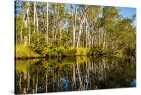 Reflections of Paperbark Trees in the Noosa River-Mark A Johnson-Stretched Canvas