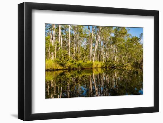 Reflections of Paperbark Trees in the Noosa River-Mark A Johnson-Framed Photographic Print