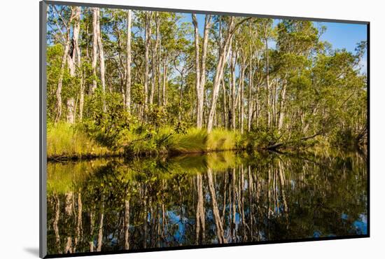 Reflections of Paperbark Trees in the Noosa River-Mark A Johnson-Mounted Photographic Print