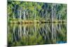 Reflections of Paperbark Trees in the Noosa River-Mark A Johnson-Mounted Photographic Print