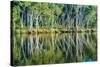 Reflections of Paperbark Trees in the Noosa River-Mark A Johnson-Stretched Canvas