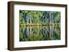 Reflections of Paperbark Trees in the Noosa River-Mark A Johnson-Framed Photographic Print