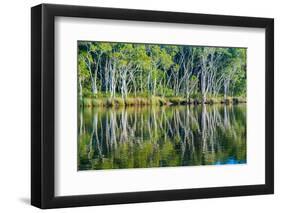 Reflections of Paperbark Trees in the Noosa River-Mark A Johnson-Framed Photographic Print