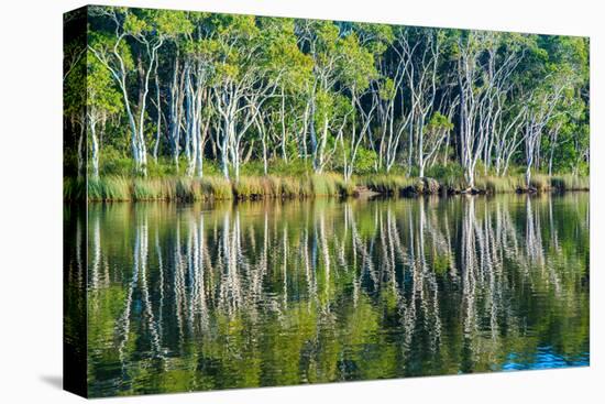 Reflections of Paperbark Trees in the Noosa River-Mark A Johnson-Stretched Canvas