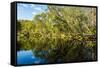 Reflections of Paperbark Trees in the Noosa River-Mark A Johnson-Framed Stretched Canvas