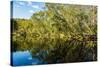 Reflections of Paperbark Trees in the Noosa River-Mark A Johnson-Stretched Canvas