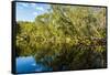 Reflections of Paperbark Trees in the Noosa River-Mark A Johnson-Framed Stretched Canvas