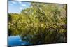 Reflections of Paperbark Trees in the Noosa River-Mark A Johnson-Mounted Photographic Print