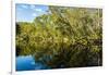 Reflections of Paperbark Trees in the Noosa River-Mark A Johnson-Framed Photographic Print