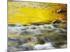 Reflections of Spring in Stream, Great Smoky Mountain National Park, Tennessee, USA-null-Mounted Photographic Print