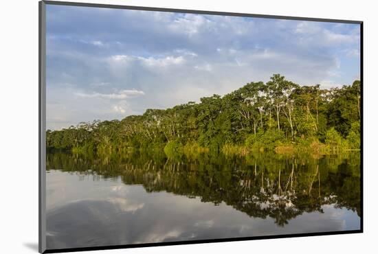 Reflections of the riverbank on Yanayacu Lake, Rio Pacaya, Pacaya-Samiria Reserve, Peru-Michael Nolan-Mounted Photographic Print