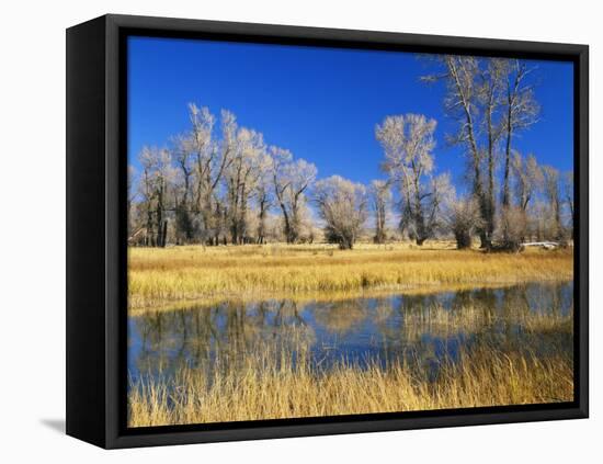 Reflections of Trees and Rushes in River, Bear River, Evanston, Wyoming, USA-Scott T^ Smith-Framed Stretched Canvas