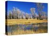 Reflections of Trees and Rushes in River, Bear River, Evanston, Wyoming, USA-Scott T^ Smith-Stretched Canvas