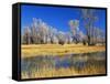 Reflections of Trees and Rushes in River, Bear River, Evanston, Wyoming, USA-Scott T^ Smith-Framed Stretched Canvas