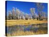 Reflections of Trees and Rushes in River, Bear River, Evanston, Wyoming, USA-Scott T^ Smith-Stretched Canvas