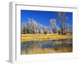 Reflections of Trees and Rushes in River, Bear River, Evanston, Wyoming, USA-Scott T^ Smith-Framed Photographic Print