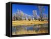 Reflections of Trees and Rushes in River, Bear River, Evanston, Wyoming, USA-Scott T^ Smith-Framed Stretched Canvas