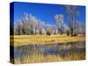 Reflections of Trees and Rushes in River, Bear River, Evanston, Wyoming, USA-Scott T^ Smith-Stretched Canvas