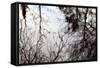 Reflections of Trees in Water-Mark Sunderland-Framed Stretched Canvas