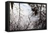 Reflections of Trees in Water-Mark Sunderland-Framed Stretched Canvas