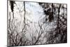 Reflections of Trees in Water-Mark Sunderland-Mounted Photographic Print