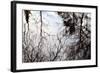 Reflections of Trees in Water-Mark Sunderland-Framed Photographic Print