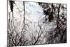 Reflections of Trees in Water-Mark Sunderland-Mounted Photographic Print