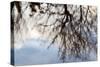 Reflections of Trees in Water-Mark Sunderland-Stretched Canvas