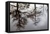 Reflections of Trees in Water-Mark Sunderland-Framed Stretched Canvas