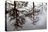 Reflections of Trees in Water-Mark Sunderland-Stretched Canvas