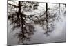 Reflections of Trees in Water-Mark Sunderland-Mounted Photographic Print