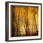 Reflections of Trees in Water-Trigger Image-Framed Photographic Print