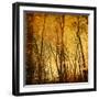 Reflections of Trees in Water-Trigger Image-Framed Photographic Print