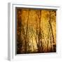 Reflections of Trees in Water-Trigger Image-Framed Photographic Print