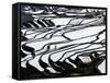 Reflections Off Water Filled Rice Terraces, Yuanyang County, Honghe, Yunnan Province, China-Peter Adams-Framed Stretched Canvas