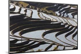 Reflections Off Water Filled Rice Terraces, Yuanyang, Honghe, China-Peter Adams-Mounted Photographic Print