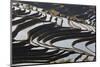 Reflections Off Water Filled Rice Terraces, Yuanyang, Honghe, China-Peter Adams-Mounted Photographic Print