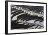 Reflections Off Water Filled Rice Terraces, Yuanyang, Honghe, China-Peter Adams-Framed Photographic Print