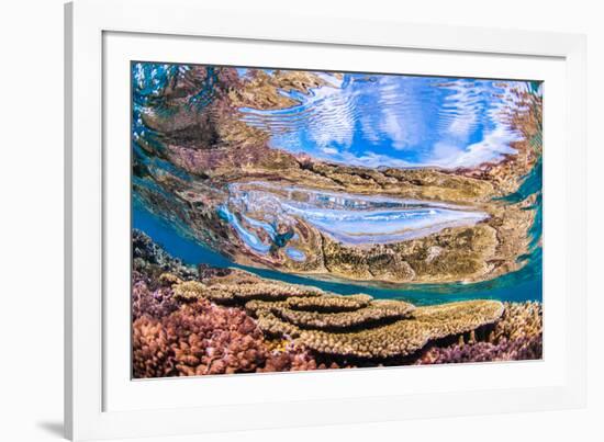 Reflections on a coral reef-Underwater view of a wave breaking over a coral reef-Mark A Johnson-Framed Photographic Print