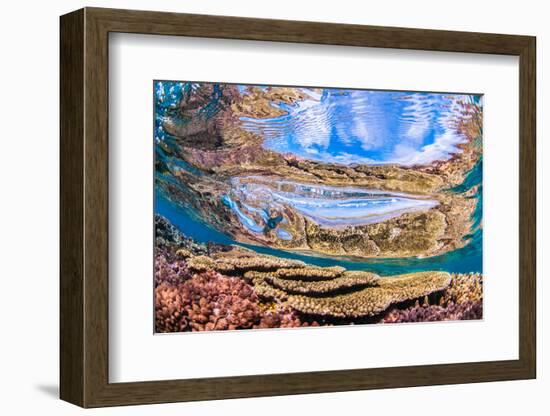 Reflections on a coral reef-Underwater view of a wave breaking over a coral reef-Mark A Johnson-Framed Photographic Print