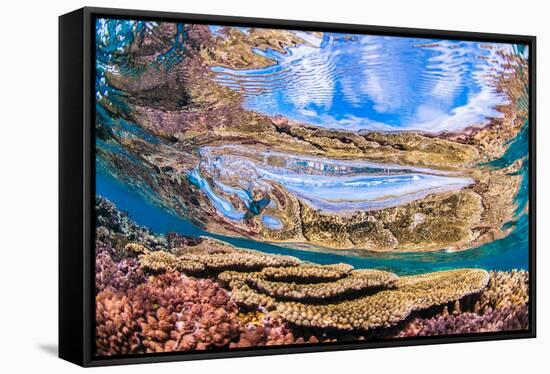 Reflections on a coral reef-Underwater view of a wave breaking over a coral reef-Mark A Johnson-Framed Stretched Canvas