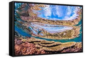 Reflections on a coral reef-Underwater view of a wave breaking over a coral reef-Mark A Johnson-Framed Stretched Canvas