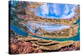 Reflections on a coral reef-Underwater view of a wave breaking over a coral reef-Mark A Johnson-Stretched Canvas