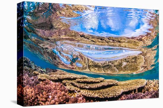 Reflections on a coral reef-Underwater view of a wave breaking over a coral reef-Mark A Johnson-Stretched Canvas