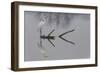 Reflections-Mauro Montuori-Framed Giclee Print