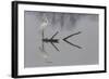 Reflections-Mauro Montuori-Framed Giclee Print